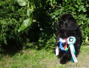 Превью фото № 228206