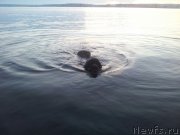 Превью фото № 228224