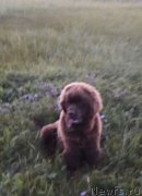 Превью фото № 228261