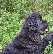 Превью фото № 228313