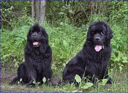 Превью фото № 228314