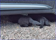 Превью фото № 228333