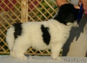 Превью фото № 228404