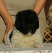 Превью фото № 228405