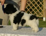 Превью фото № 228468