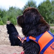 Превью фото № 228480