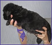 Превью фото № 228493