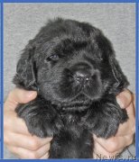 Превью фото № 228496