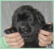 Превью фото № 228498