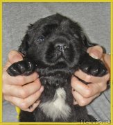 Превью фото № 228500