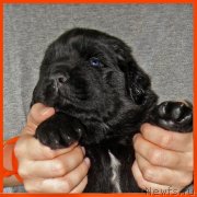 Превью фото № 228533