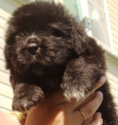 Превью фото № 228554