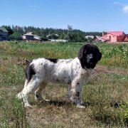 Превью фото № 228579