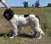 Превью фото № 228581