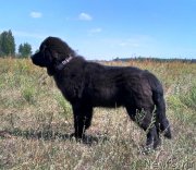 Превью фото № 228592