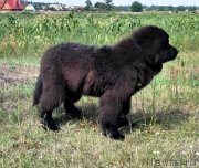 Превью фото № 228596