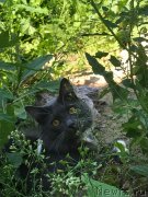 Превью фото № 228616