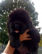 Превью фото № 228634