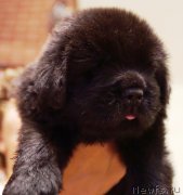 Превью фото № 228635