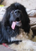 Превью фото № 228645