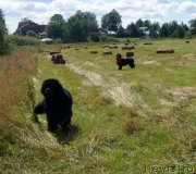 Превью фото № 228662