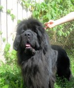 Превью фото № 228684