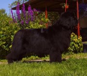 Превью фото № 228692