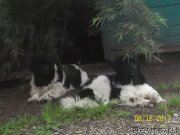 Превью фото № 228708