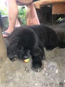 Превью фото № 228718