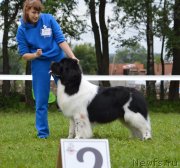 Превью фото № 228778