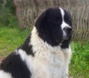 Превью фото № 228785