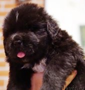 Превью фото № 228800