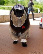 Превью фото № 228815