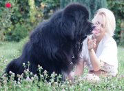 Превью фото № 228832