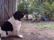 Превью фото № 228852