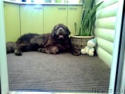 Превью фото № 228929