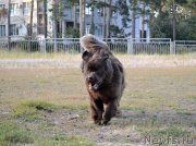 Превью фото № 228937