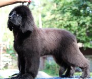 Превью фото № 228950