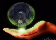 Превью фото № 228965