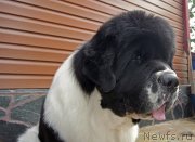 Превью фото № 228976