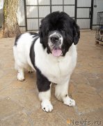 Превью фото № 228981