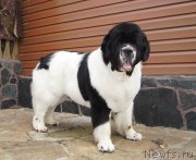 Превью фото № 228982