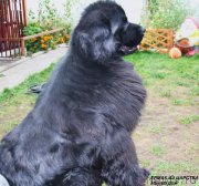 Превью фото № 228995