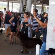 Превью фото № 229033