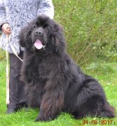 Превью фото № 229042