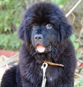 Превью фото № 229046