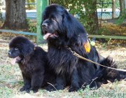 Превью фото № 229051