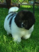 Превью фото № 229054