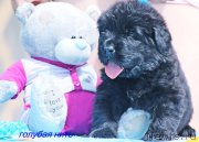 Превью фото № 229060