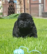 Превью фото № 229154